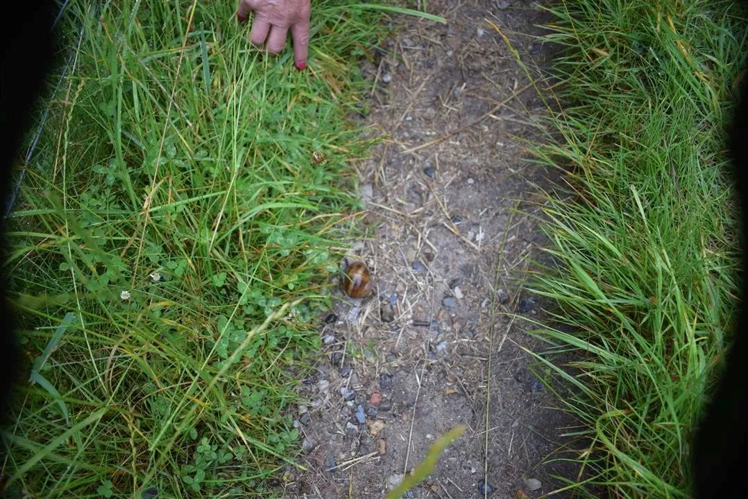 G21.4 bramslev bakker restaurant lunch fri 21 jul (10)